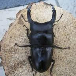 オオクワガタ、オオヒラタクワガタ、カブトムシ