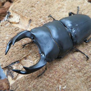 オオクワガタ、オオヒラタクワガタ、カブトムシ www.judiciary.mw