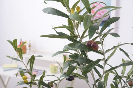 福岡 赤坂】引取り限定！値下げ可能！ 大型観葉植物 ポニーテール