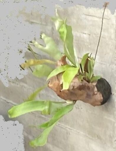 【引越の為、破格値で】コウモリラン/ビカクシダ/インテリア/観葉植物