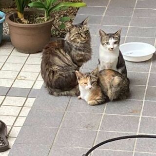 ６ヶ月位の子猫3匹＆ママ猫 - 名古屋市