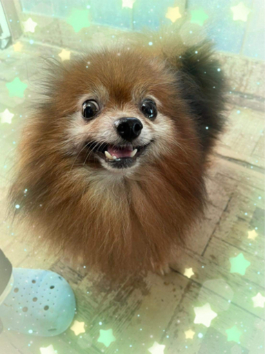 かわいいポメラニアンの男の子 やまちゃん 鶴巻温泉のポメラニアンの里親募集 ジモティー