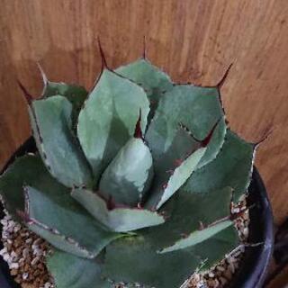 アガベ トランカータ ハンティントン