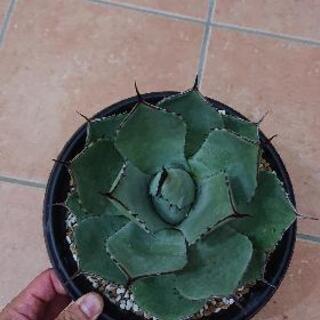 アガベ トランカータ ハンティントン