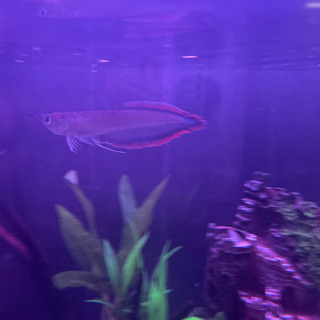 ブラックアロワナ　約15cm