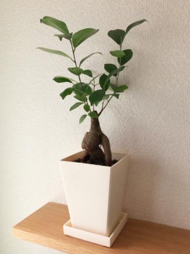 観葉植物　ガジュマル(18)　36cm　3号鉢と受け皿付き