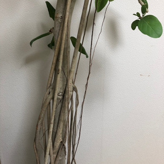 観葉植物　ベンガレンシス　H2000