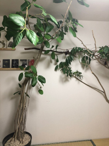 観葉植物　ベンガレンシス　H2000
