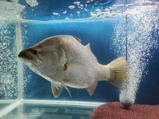 商談中【引き取り限定】熱帯魚　オーストラリアバラマンディ　大型魚