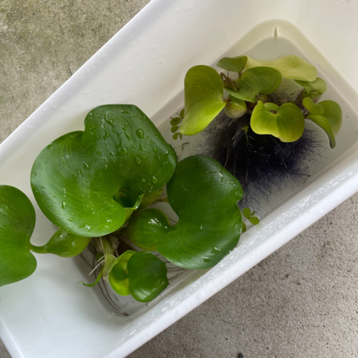 メダカ ほていそう ホテイ草 水草 浮草 Ni2 下鴨生のその他の中古あげます 譲ります ジモティーで不用品の処分 メダカ ほていそう ホテイ草 水草 浮草 Ni2 下鴨生のその他の中古あげます 譲ります ジモティーで不用品の処分