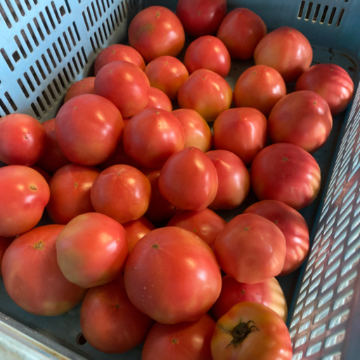 急募③トマト www.angareeangher.com.br