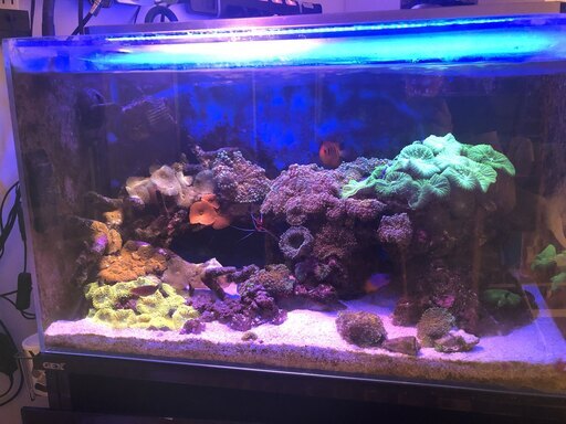 海水魚水槽一式（海水魚・サンゴ含む）