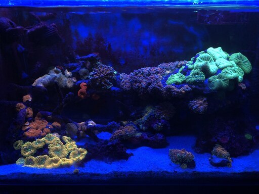 海水魚水槽一式（海水魚・サンゴ含む） 海水魚水槽一式（海水魚・サンゴ含む） 【公式通販】