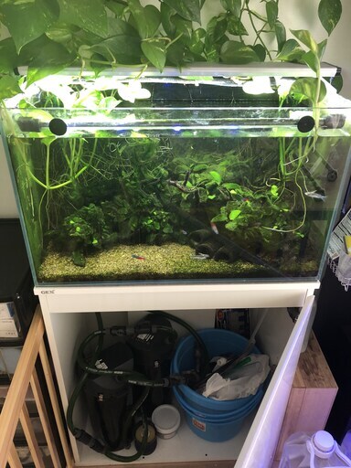 熱帯魚水槽一式（水槽・器具・生体）