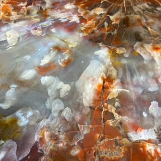 木化石 珪化木（Araucaria）｜化石販売・鉱物販売の東京サイエンス