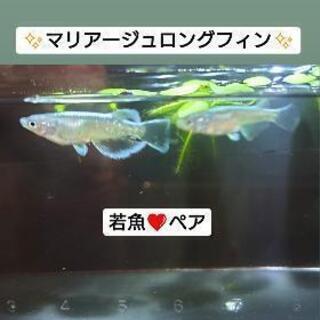 🐟メダカ🐟【希少】マリアージュロングフィン✨若魚❤ペア✨