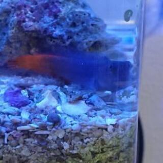 お話中です おまとめ割引あり フタイロカエルウオ 海水魚 海水水槽 アクアリウム 飼育 Muku 北九州のその他の中古あげます 譲ります ジモティーで不用品の処分