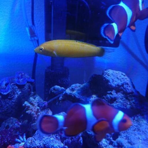おまとめ割引あり イエローコリス コガネキュウセン 海水魚 アクアリウム 海水水槽 Muku 北九州のその他の中古あげます 譲ります ジモティーで不用品の処分