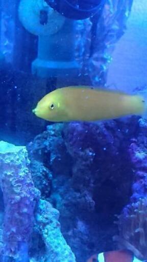 おまとめ割引あり イエローコリス コガネキュウセン 海水魚 アクアリウム 海水水槽 Muku 北九州のその他の中古あげます 譲ります ジモティーで不用品の処分