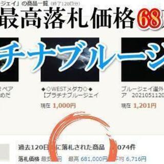 過去最高落差価格68万のプラチナブルージェイめだかの卵