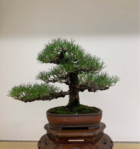 黒松盆栽　中品　樹齢40年以上