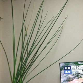 ☆ノンリーフ／ユンケア／ストレリチア☆株分け可能時期（現在2株に成長）