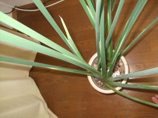 ノンリーフ ユンケア ストレリチア 株分け可能時期 現在2株に成長 Brocco 大宮のその他の中古あげます 譲ります ジモティーで不用品の処分