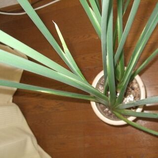 ノンリーフ ユンケア ストレリチア 株分け可能時期 現在2株に成長 Brocco 本庄のその他の中古あげます 譲ります ジモティーで不用品の処分