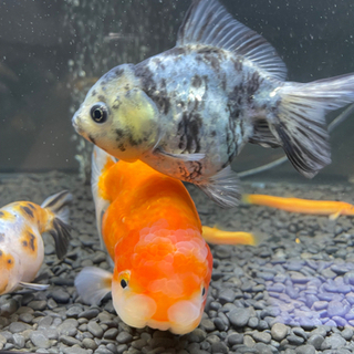 Amazon | GEX 金魚元気 キューブセット 水槽サイズ:約W20×D20