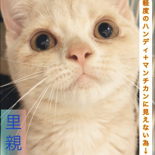 結膜炎｜里親募集｜ジモティー