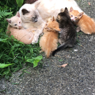 子猫4匹それぞれ飼ってくれる方募集【ありがとうございました！】