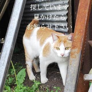 ねこを探しています