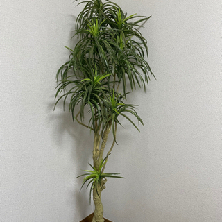 造花　観葉植物160㎝