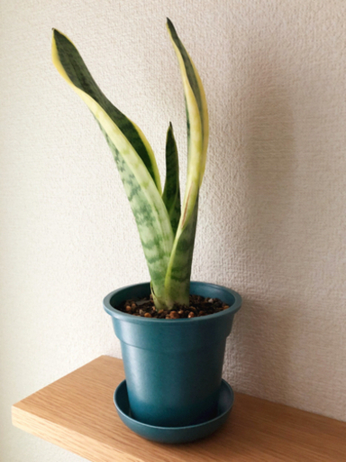 観葉植物　サンセベリア・ローレンティ③　33cm　ブルーカラーの3.5号の鉢と受け皿付き