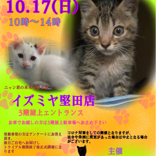 １０月１７日（日）猫の譲渡会