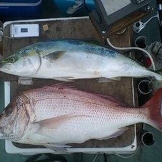 釣り仲間募集