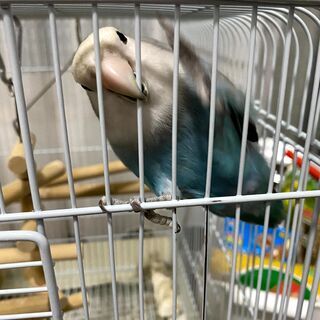 コザクラインコ　1歳未満