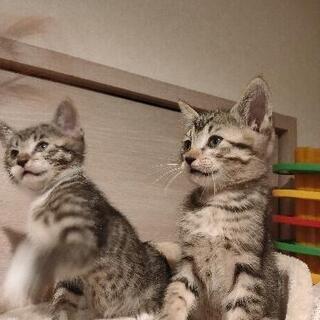 【里親さまとお話し中】生後7週頃の5兄妹猫ちゃん達 - 広島市