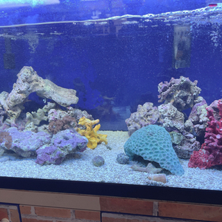 ライブロック　約12kg 海水水槽 9月30日まで限定海水魚一式（生体などライブロックなどすべて）