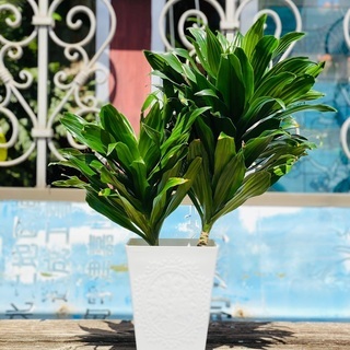 観葉植物 幸福の木 ドラセナ・コンパクタ⑦の画像