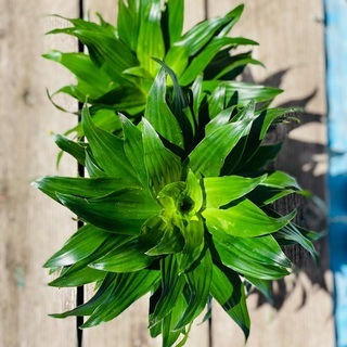 観葉植物 幸福の木 ドラセナ・コンパクタ⑦ − 沖縄県