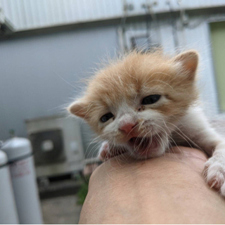 しっぽの綺麗な生後1か月程の赤ちゃん