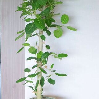 観葉植物 (フィカス・ベンガレンシス) 10号 ＋ 鉢カバー 【公式通販】