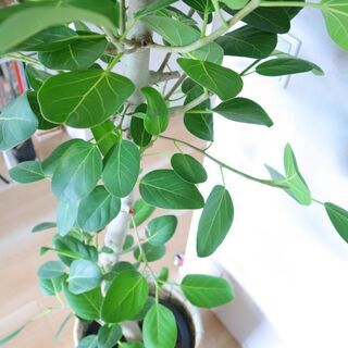 観葉植物 (フィカス・ベンガレンシス) 10号 ＋ 鉢カバー 【公式通販】