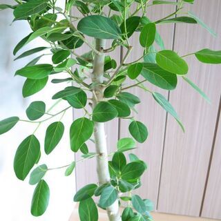 観葉植物 (フィカス・ベンガレンシス) 10号 ＋ 鉢カバー 【公式通販】