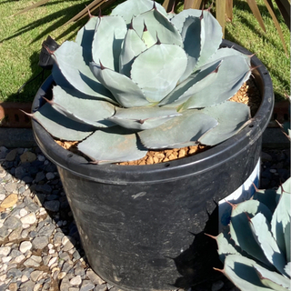 パリー トランカータ 50cm