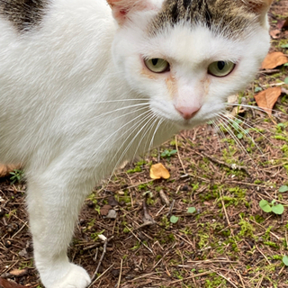 人馴れしてる野良猫飼ってくださる方いませんか