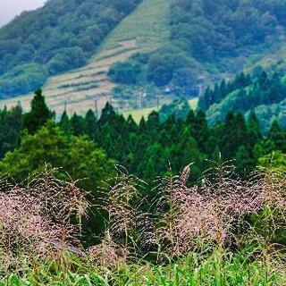 シングルサイズの敷布団、マット探してます