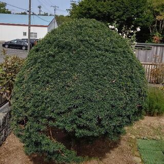 差し上げます❗️松の木(北海道苫小牧市)