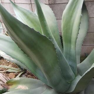 アガベ　サルミアナフェロックス　斑入り